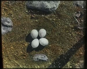 Image: Four Gyrfalcon Eggs